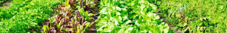 Shaome.com - Field of Food