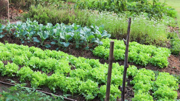 Gardening at Shaome Cooperative