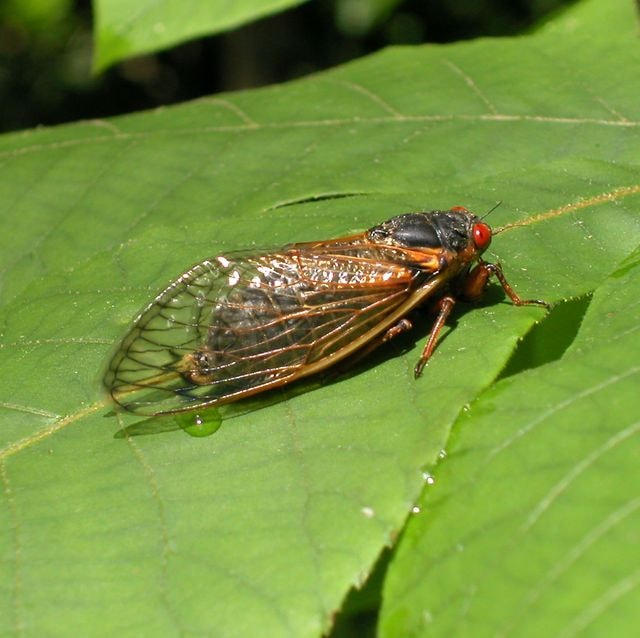 Cicadas Shaome Cooperative