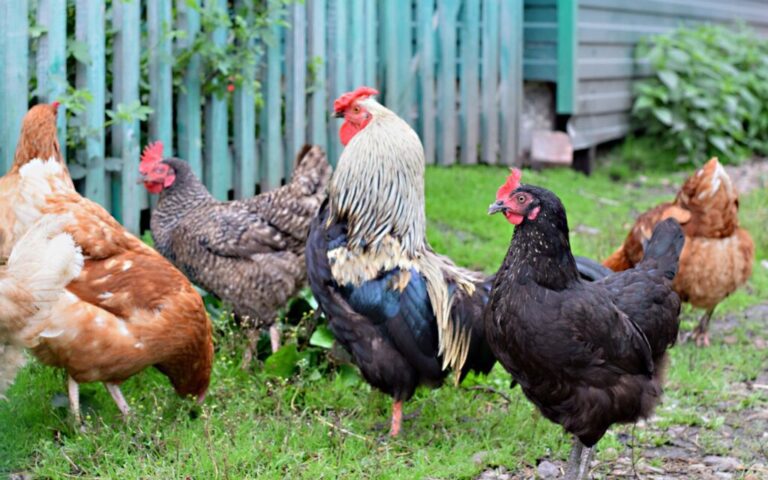 Chickens Shaome Cooperative