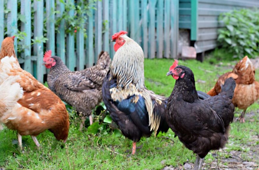 Chickens Shaome Cooperative