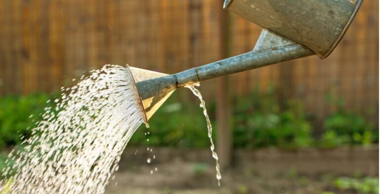 watering Shaome Cooperative