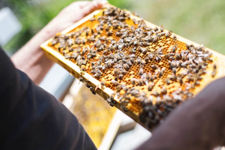 Backyard Beekeeping Shaome Cooperative