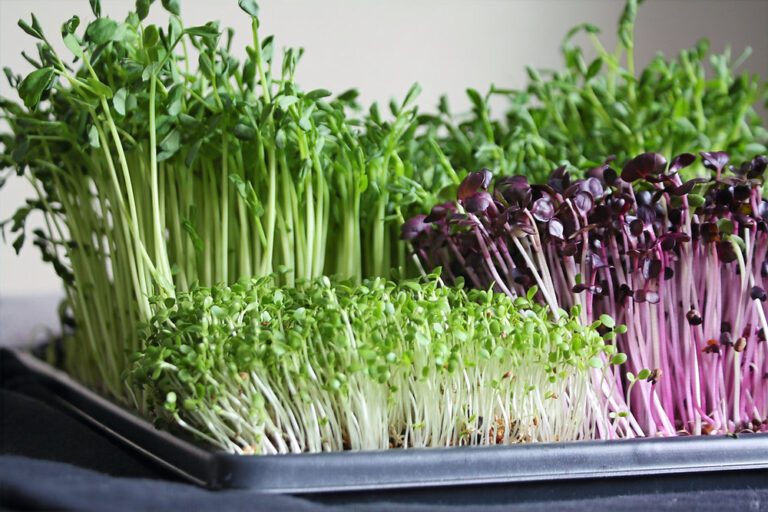 Microgreens Shaome Cooperative