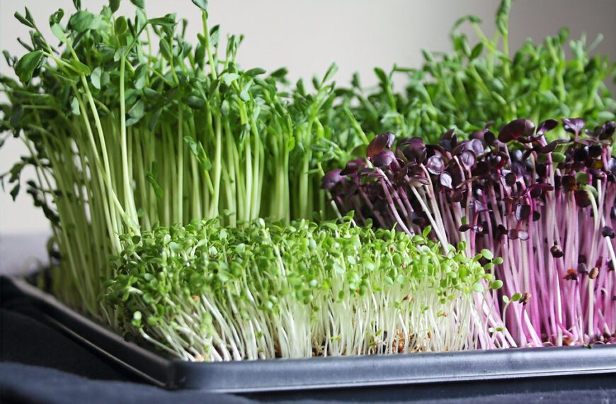 Microgreens Shaome Cooperative
