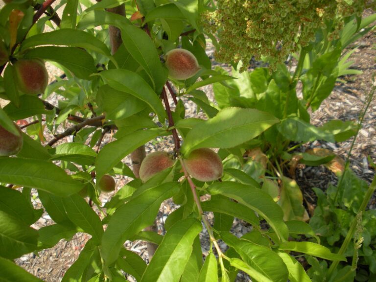 Peach Tree Shaome Cooperative