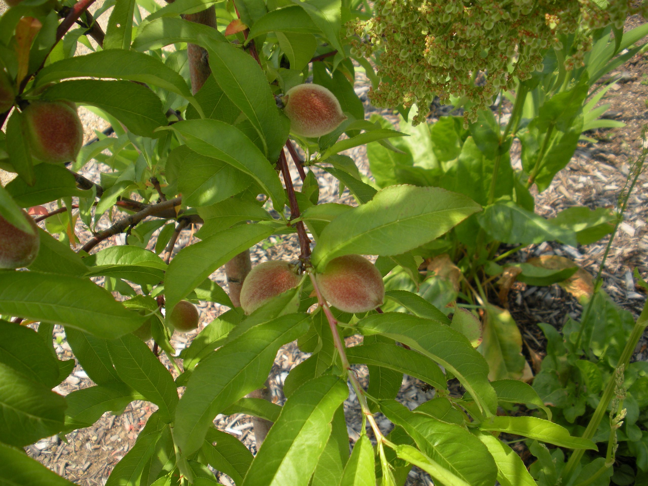 Peach Tree Shaome Cooperative