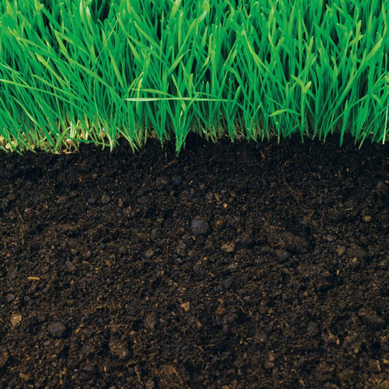 Healthy soil - Shaome Cooperative