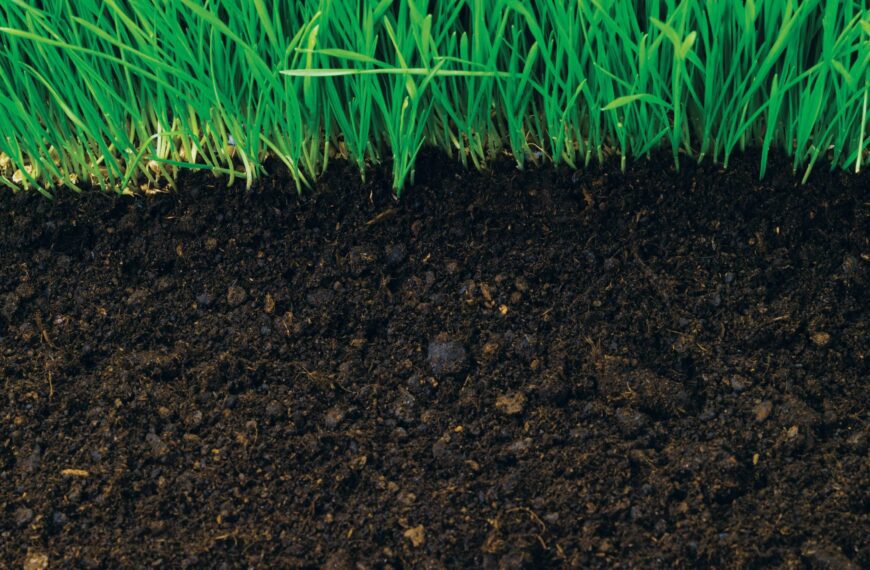 Healthy soil - Shaome Cooperative