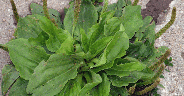 Plantain Plant - Medicinal Powerhouse