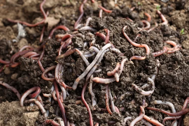 Vermiculture - Shaome Cooperative