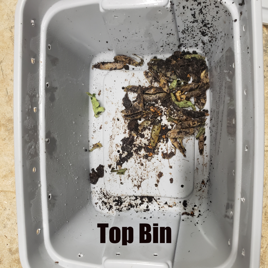 Top bin of the Worm Farm
