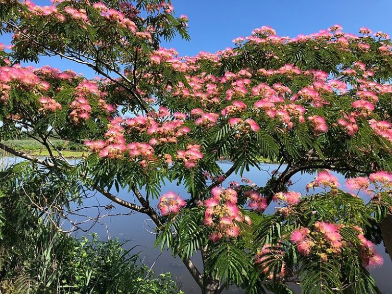 Mimosa Tree Shaome Cooperative