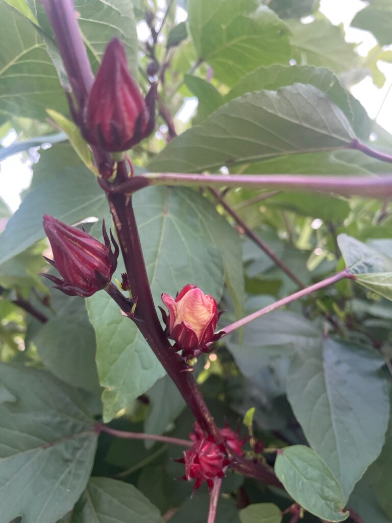 Sorrel | Photo credit: Brenda Bee
