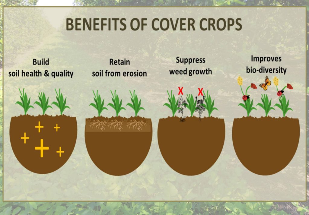 Cover Crops Shaome Cooperative