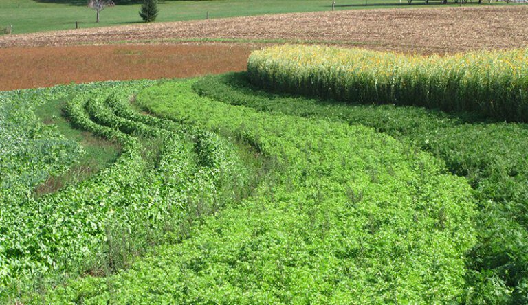 Cover Crops Shaome Cooperative