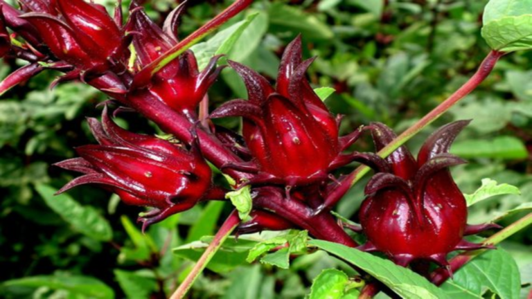 Sorrel - Shaome Cooperative