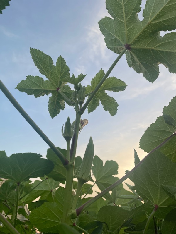 Okra | Shaome Cooperative