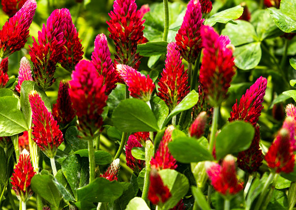 Crimson Clover for Soil Health | Shaome Cooperative
