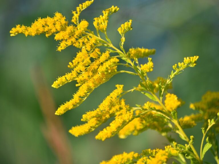Goldenrod as Medicine | Shaome Cooperative