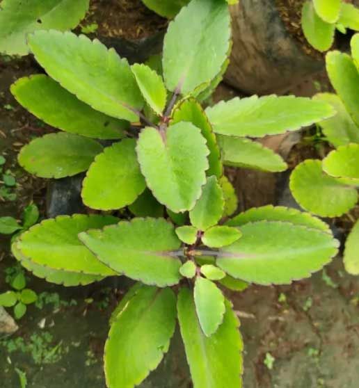 Leaf of Life | Shaome Cooperative