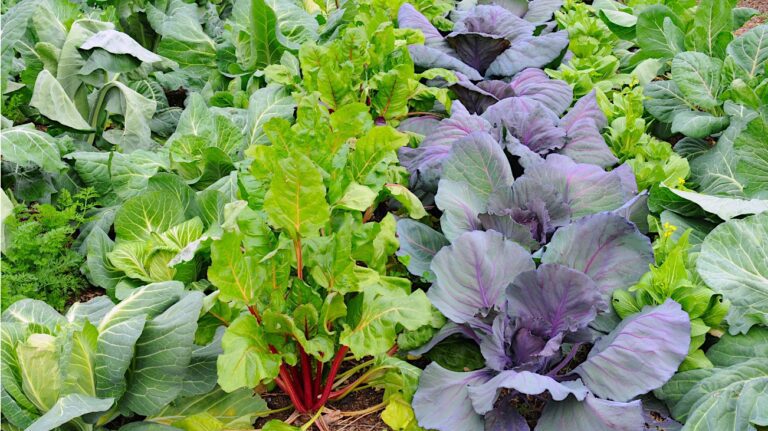 Living Food Storage | Shaome Cooperative
