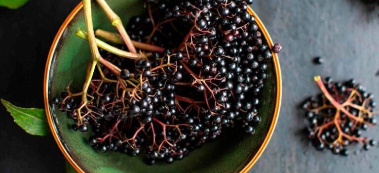 Elderberries | Shaome Cooperative