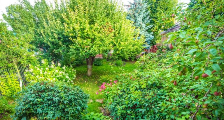 Food Forest | Shaome Cooperative