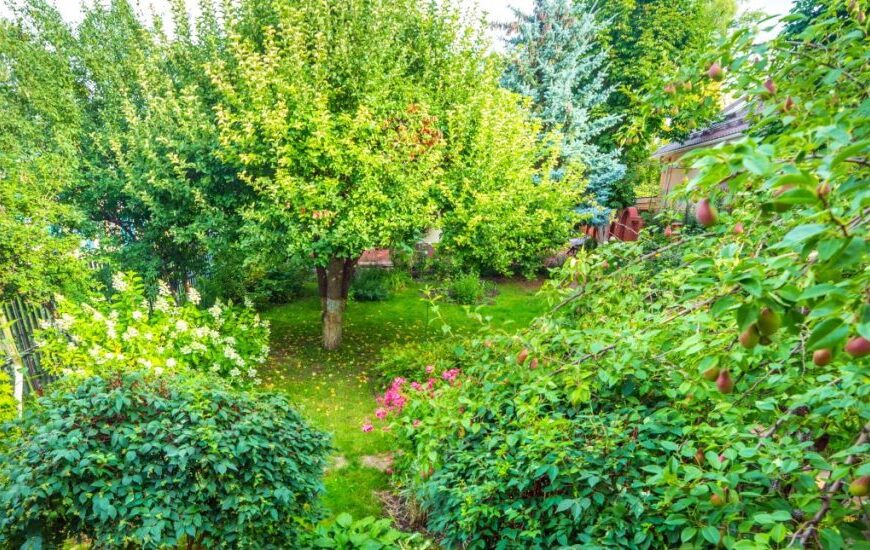Food Forest | Shaome Cooperative