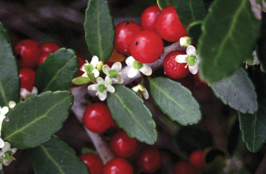 Yaupon Tea | Shaome Cooperative