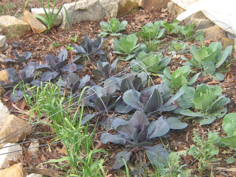 Winding Down Your Garden | Shaome Cooperative