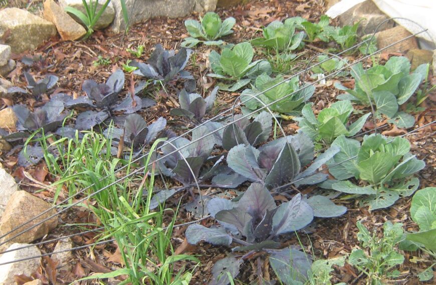 Winding Down Your Garden | Shaome Cooperative