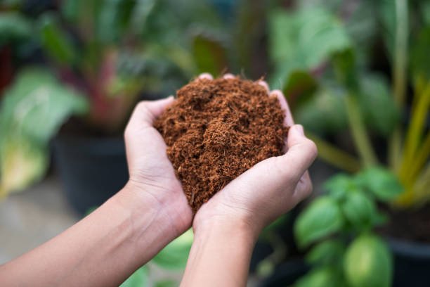 Coco Coir | Shaome Cooperative