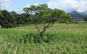 Moringa | Shaome Cooperative