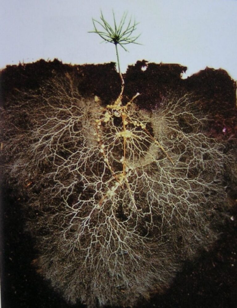 Mycorrhizal Fungi | Shaome Cooperative