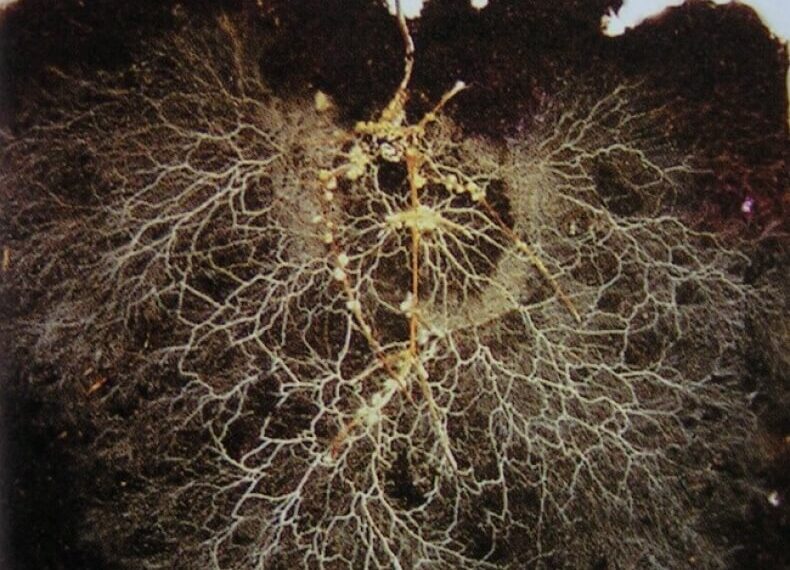 Mycorrhizal Fungi | Shaome Cooperative